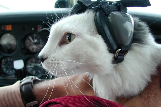 Kat med høreværn.jpg